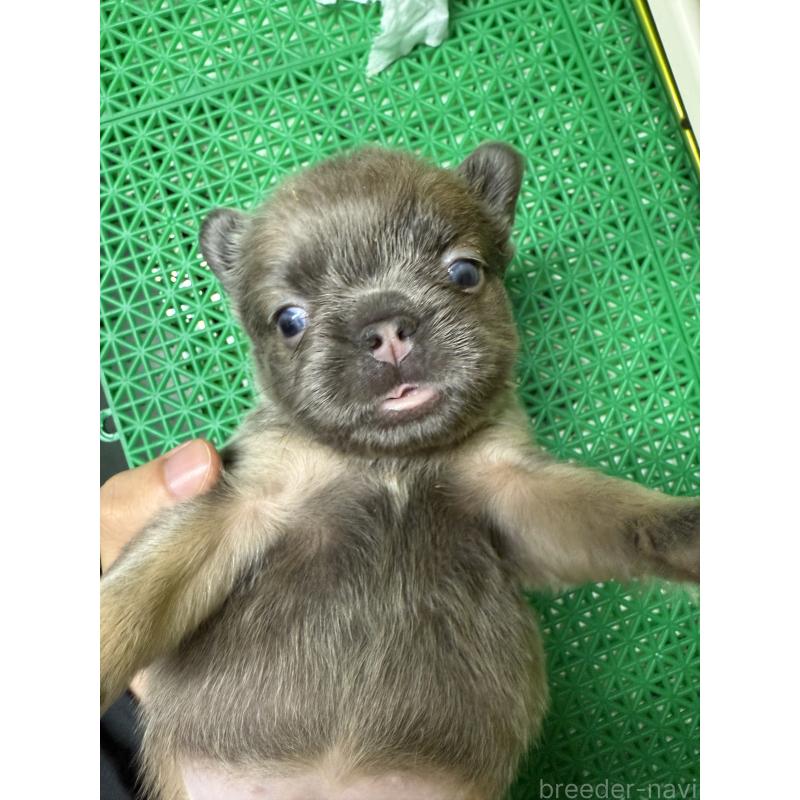 販売中の茨城県のフレンチブルドッグ-438089の5枚目