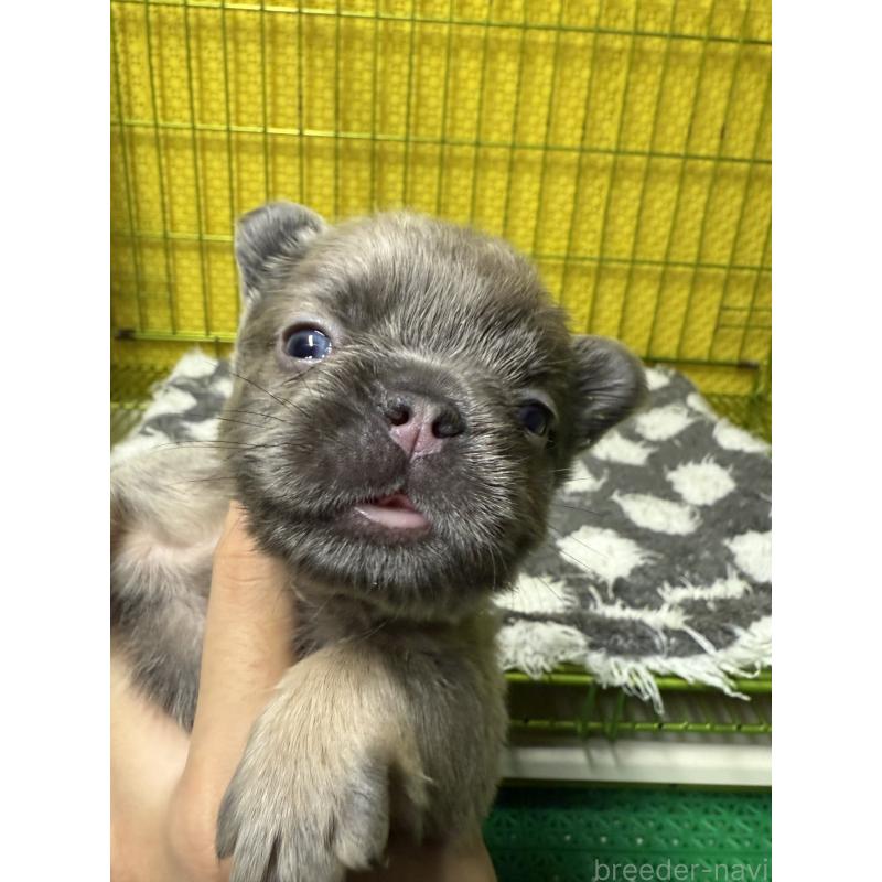 販売中の茨城県のフレンチブルドッグ-438089の4枚目