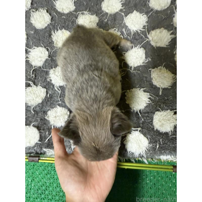 販売中の茨城県のフレンチブルドッグ-438089の3枚目