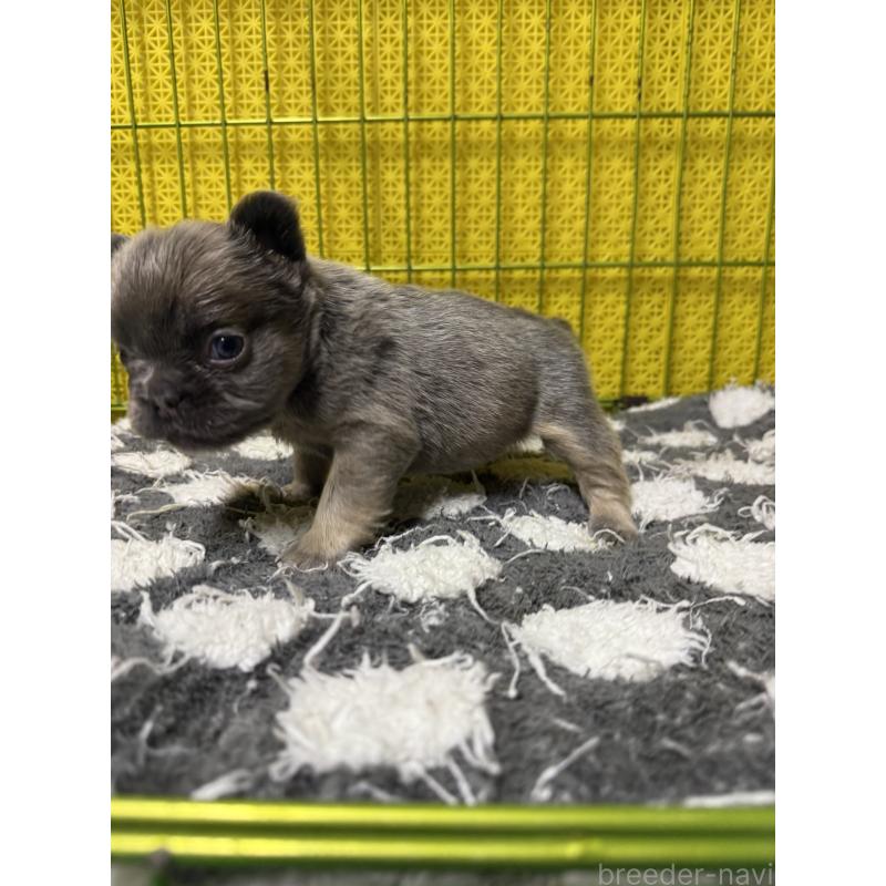 販売中の茨城県のフレンチブルドッグ-438089の2枚目