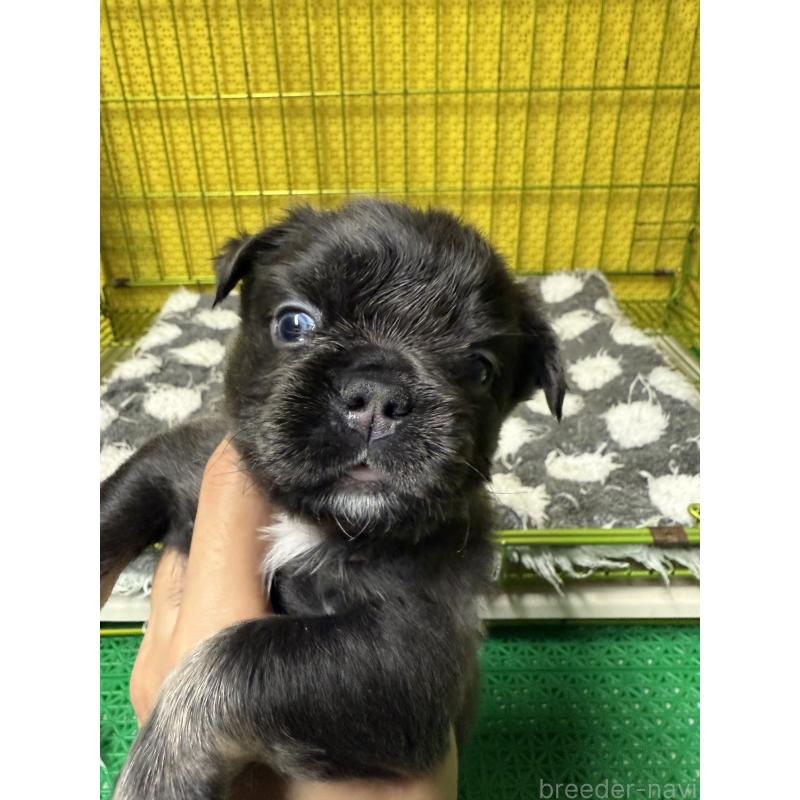 販売中の茨城県のフレンチブルドッグ-438090の5枚目