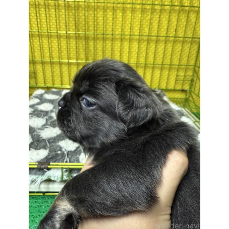 販売中の茨城県のフレンチブルドッグ-438090の4枚目