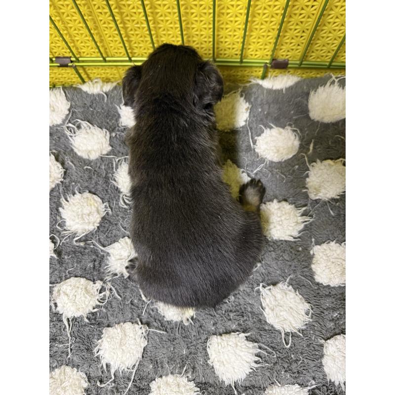 販売中の茨城県のフレンチブルドッグ-438090の3枚目