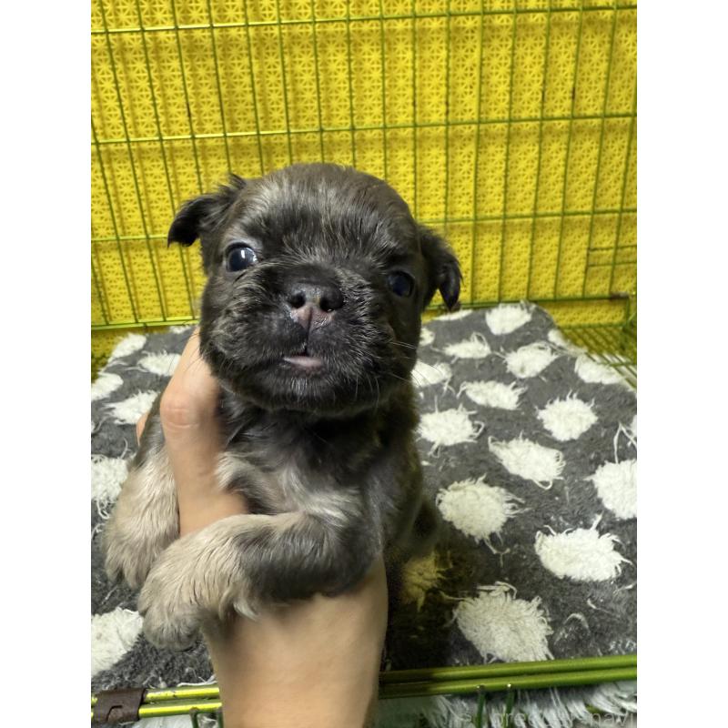 販売中の茨城県のフレンチブルドッグ-438091の5枚目