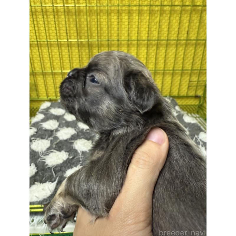 販売中の茨城県のフレンチブルドッグ-438091の4枚目