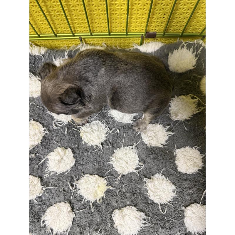 販売中の茨城県のフレンチブルドッグ-438091の3枚目