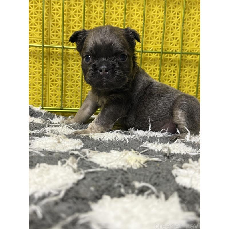 販売中の茨城県のフレンチブルドッグ-438091の2枚目