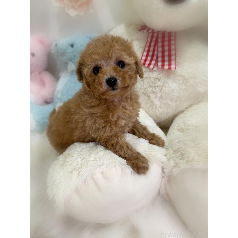 販売中の香川県のタイニープードル-433644の3枚目