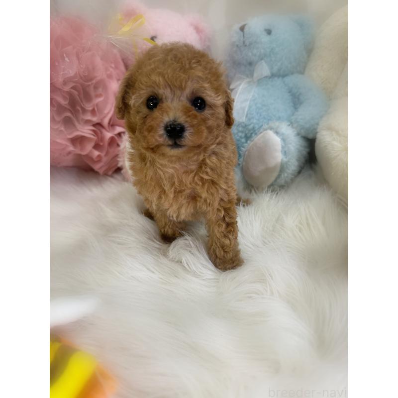 販売中の香川県のタイニープードル-433644の2枚目