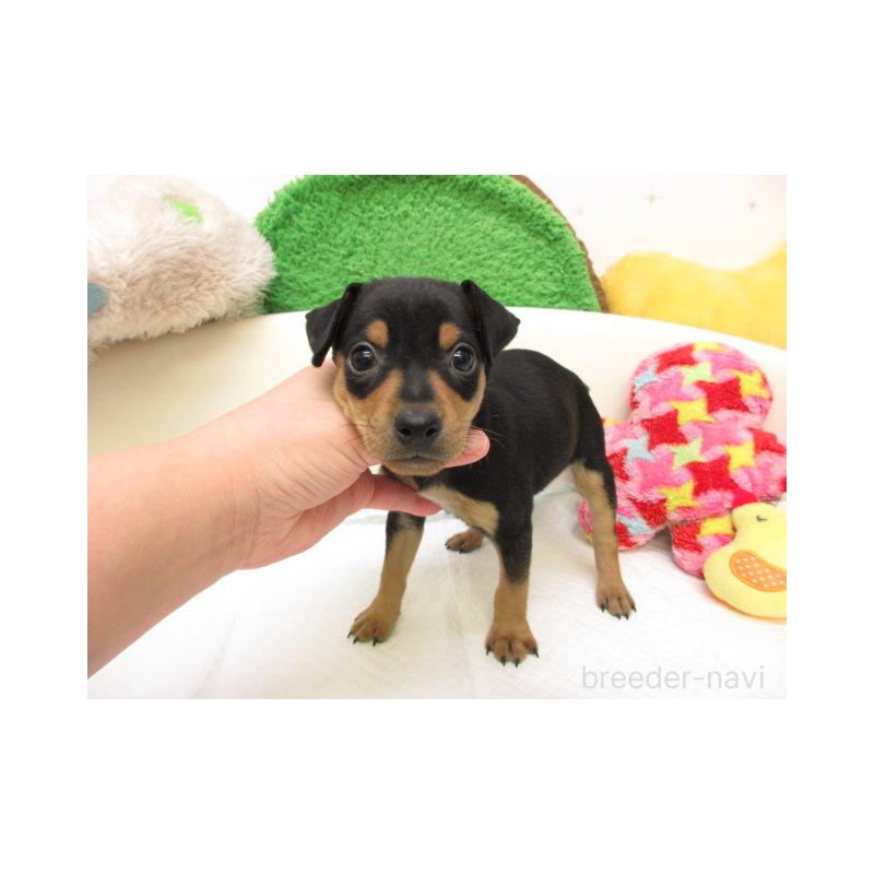 販売中の大阪府のミニチュアピンシャー(ミニピン)-438096の2枚目