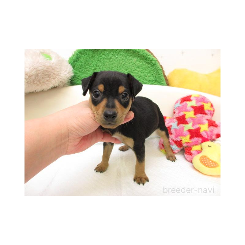 販売中の大阪府のミニチュアピンシャー(ミニピン)-438096