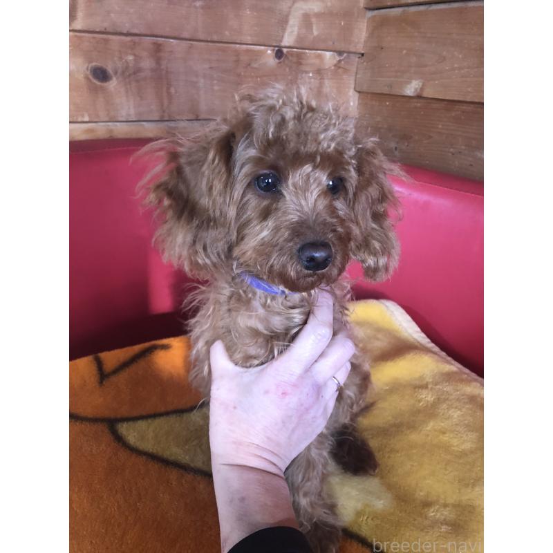 販売中の兵庫県のトイプードル-413437の9枚目