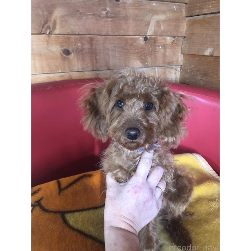 販売中の兵庫県のトイプードル-413437