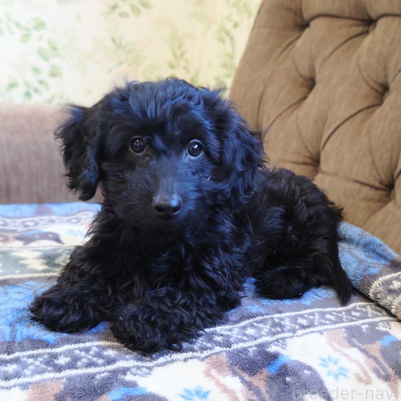 販売中の埼玉県のダップー:ミニチュアダックスフンド×トイプードル-429301