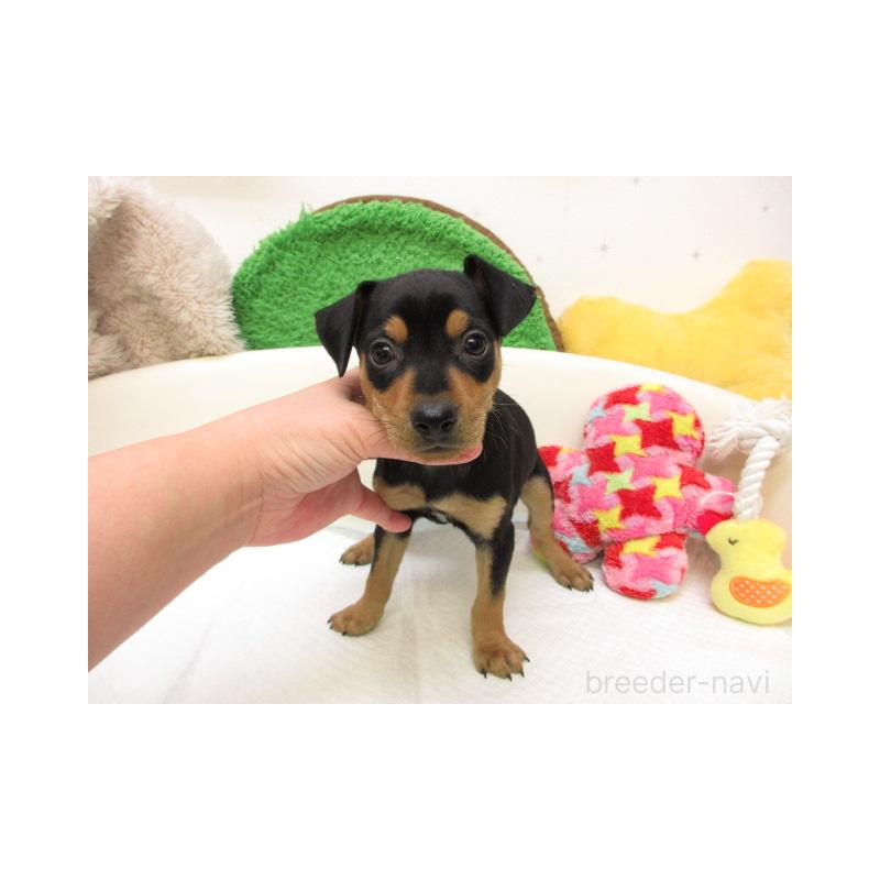 販売中の大阪府のミニチュアピンシャー(ミニピン)-438097