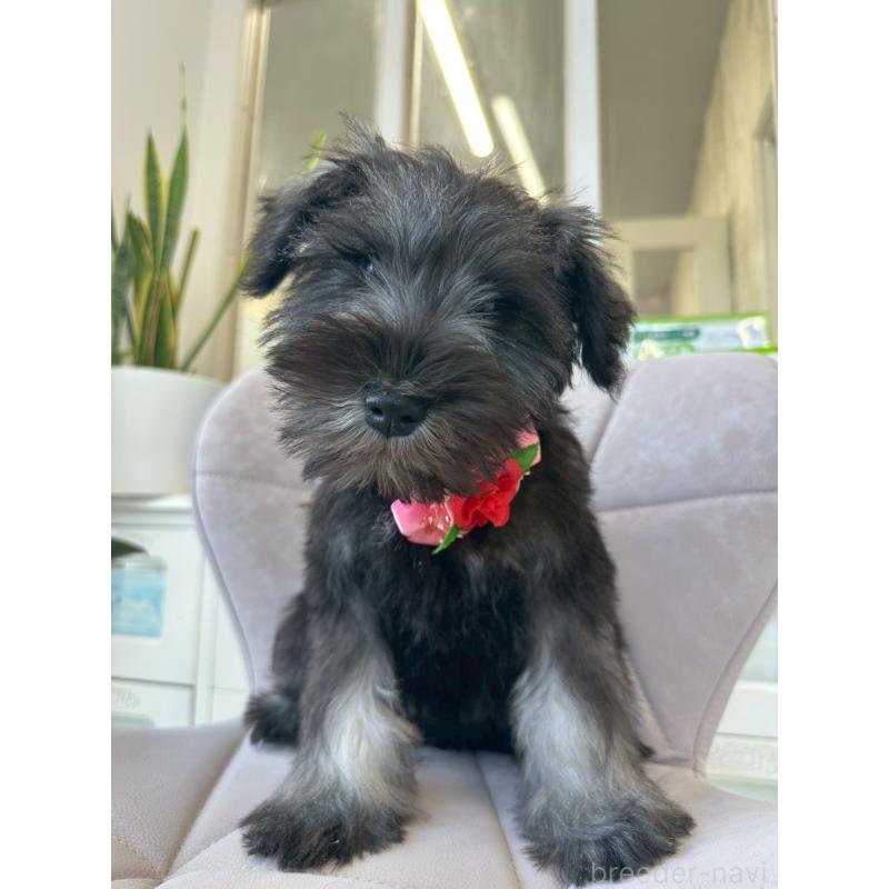 成約済の福岡県のミニチュアシュナウザー-421698の2枚目