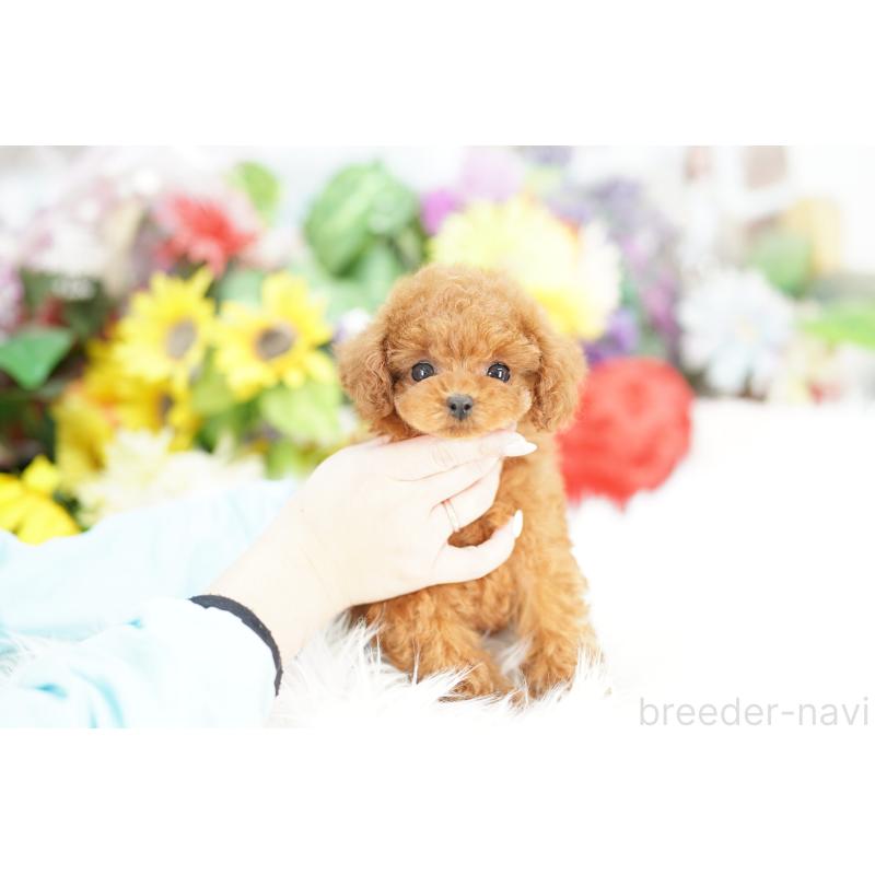 販売中の埼玉県のトイプードル-438098の3枚目