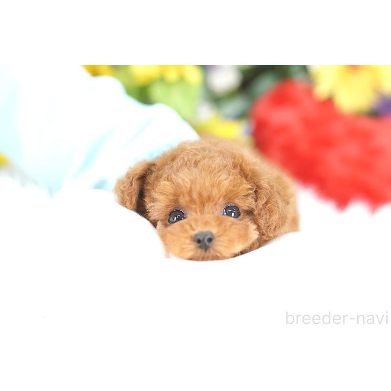 販売中の埼玉県のトイプードル-438098の2枚目