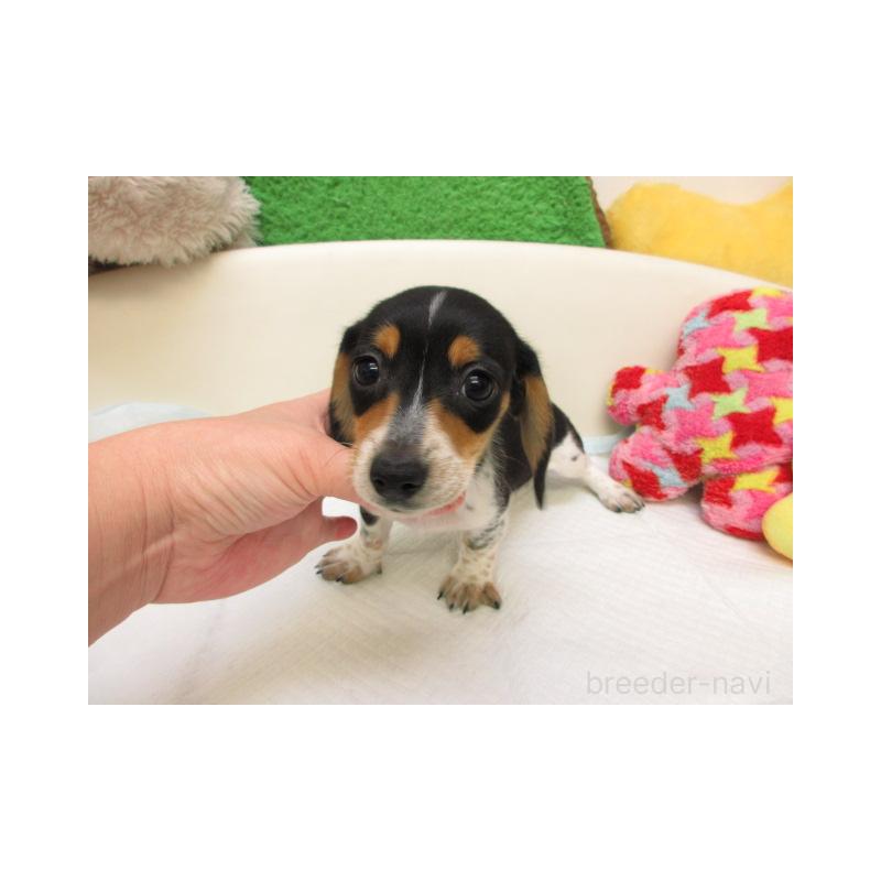 販売中の大阪府のミニチュアダックスフンド(ロングヘアード)-438099の2枚目