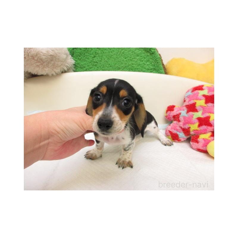 販売中の大阪府のミニチュアダックスフンド(ロングヘアード)-438099