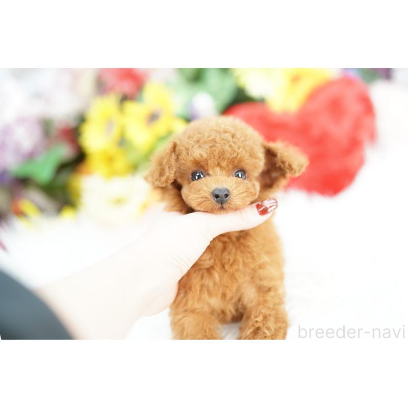 販売中の埼玉県のトイプードル-438100の5枚目