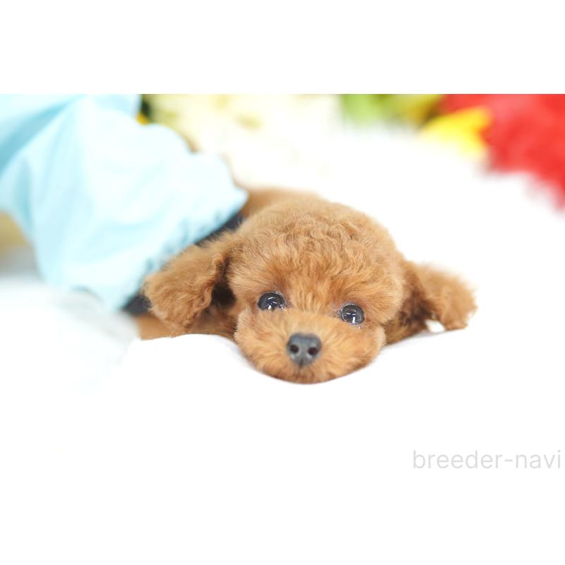 販売中の埼玉県のトイプードル-438100の4枚目