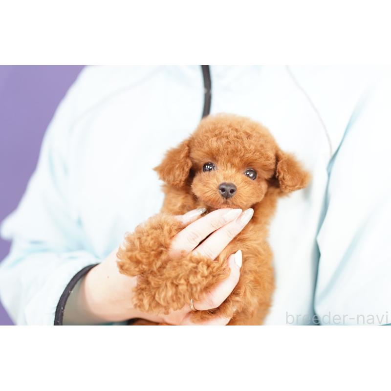 販売中の埼玉県のトイプードル-438100の2枚目