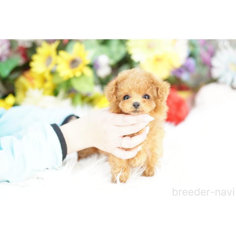 販売中の埼玉県のトイプードル-438101の4枚目