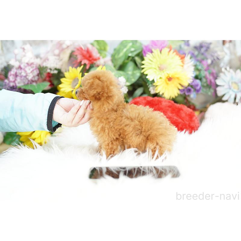 販売中の埼玉県のトイプードル-438101の2枚目