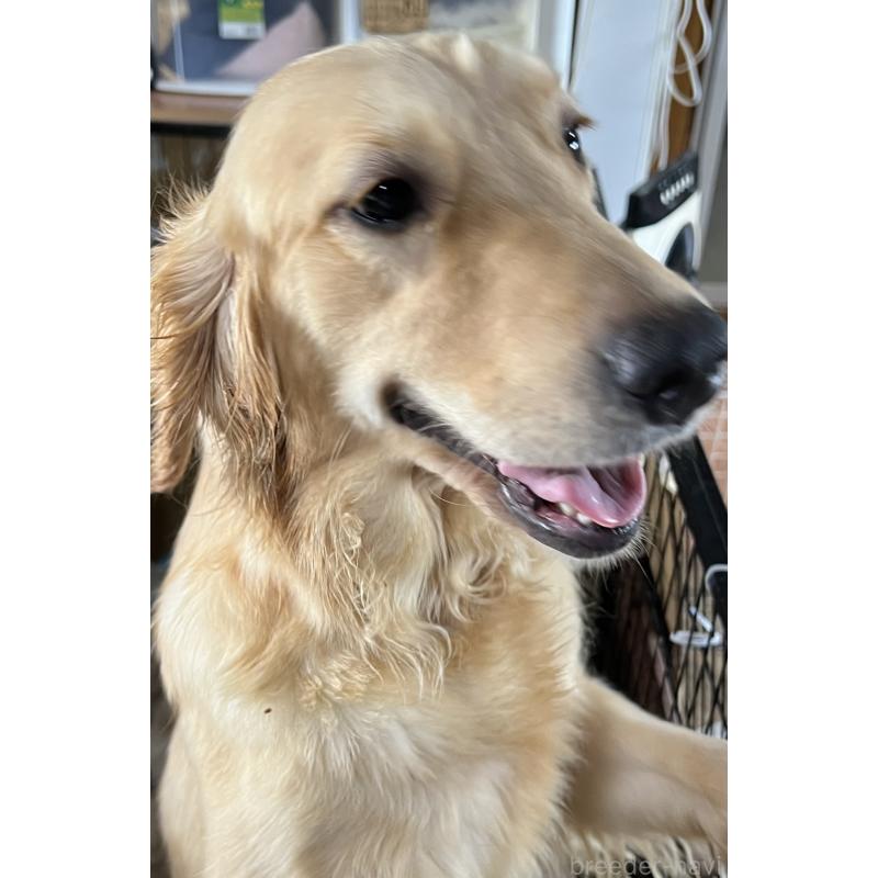 販売中の福井県のゴールデンレトリーバー-438105