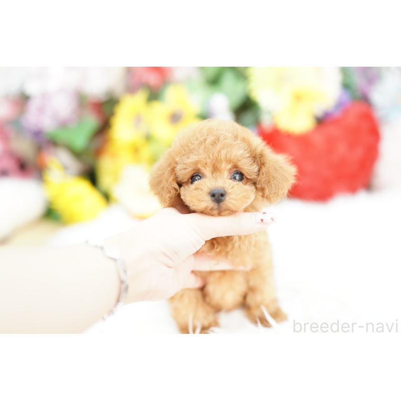 販売中の埼玉県のトイプードル-438102の4枚目