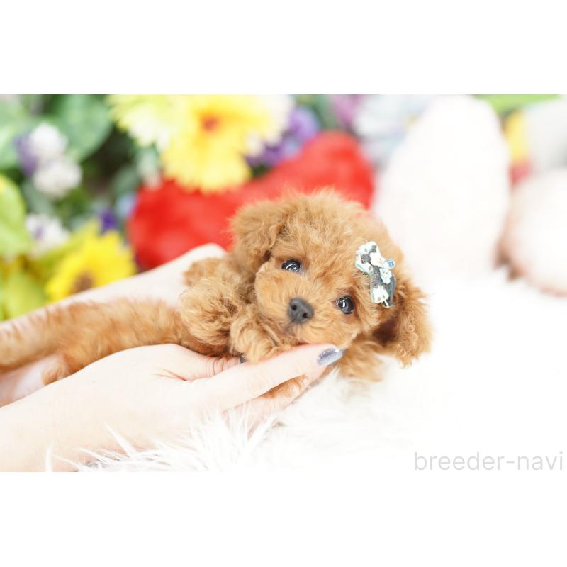 販売中の埼玉県のトイプードル-438102の3枚目