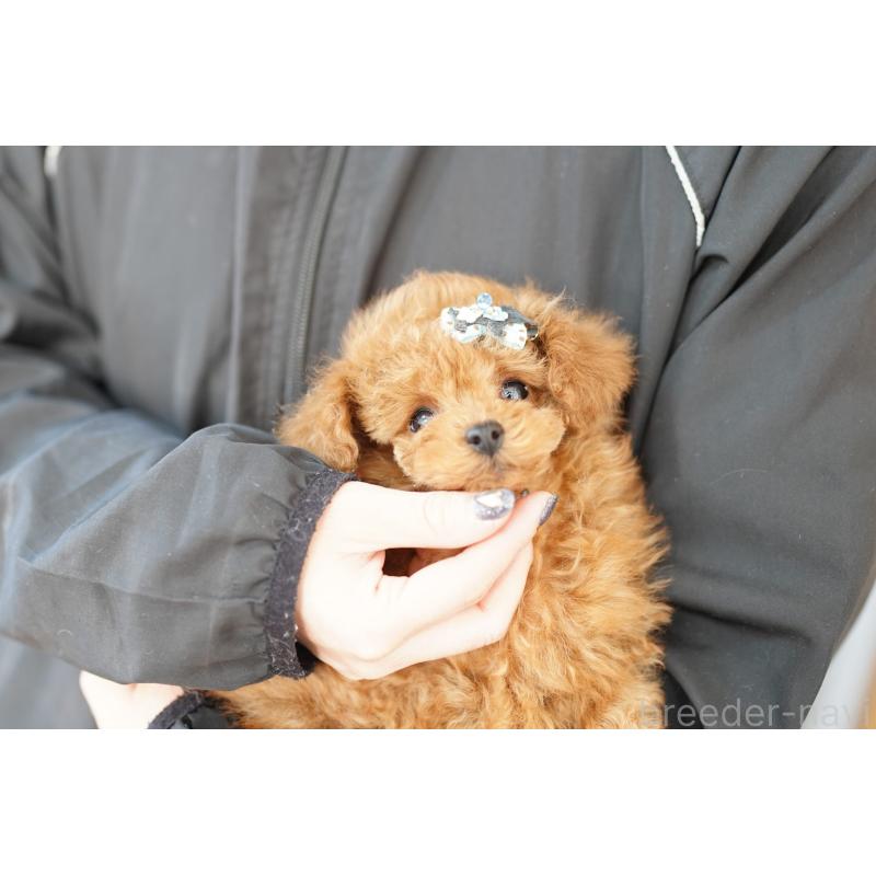 販売中の埼玉県のトイプードル-438102の2枚目