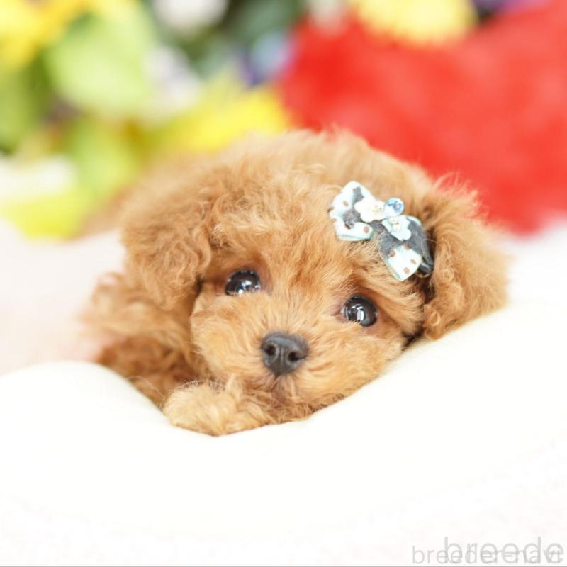 販売中の埼玉県のトイプードル-438102