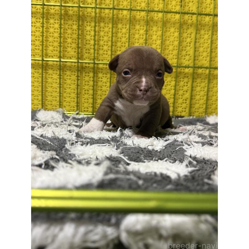 販売中の茨城県のエキゾチックブリー-438104の5枚目