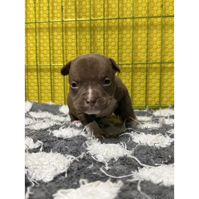 販売中の茨城県のエキゾチックブリー-438104の4枚目