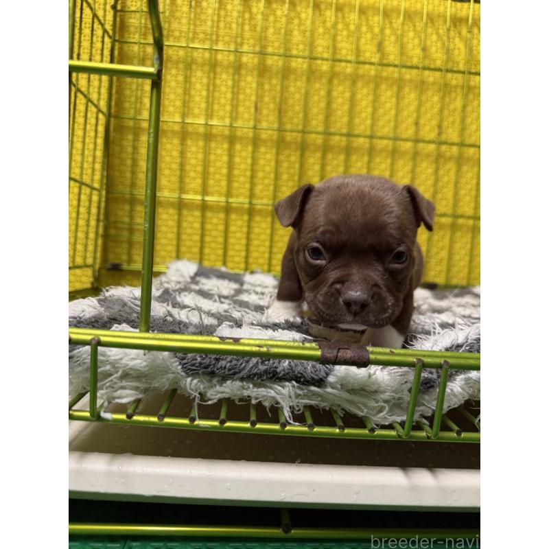 販売中の茨城県のエキゾチックブリー-438104の2枚目