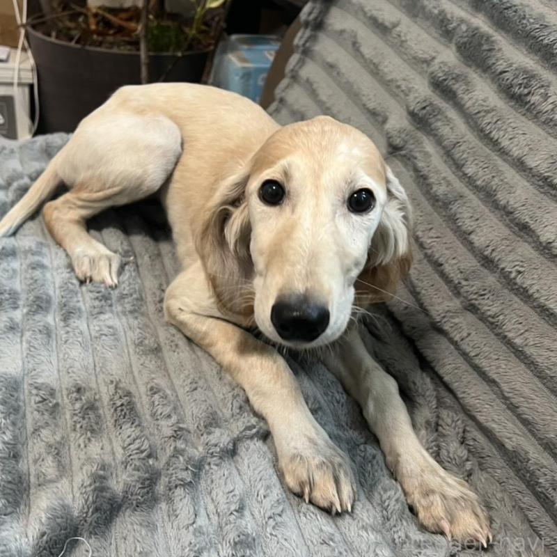 販売中の青森県のサルーキ-438103の9枚目