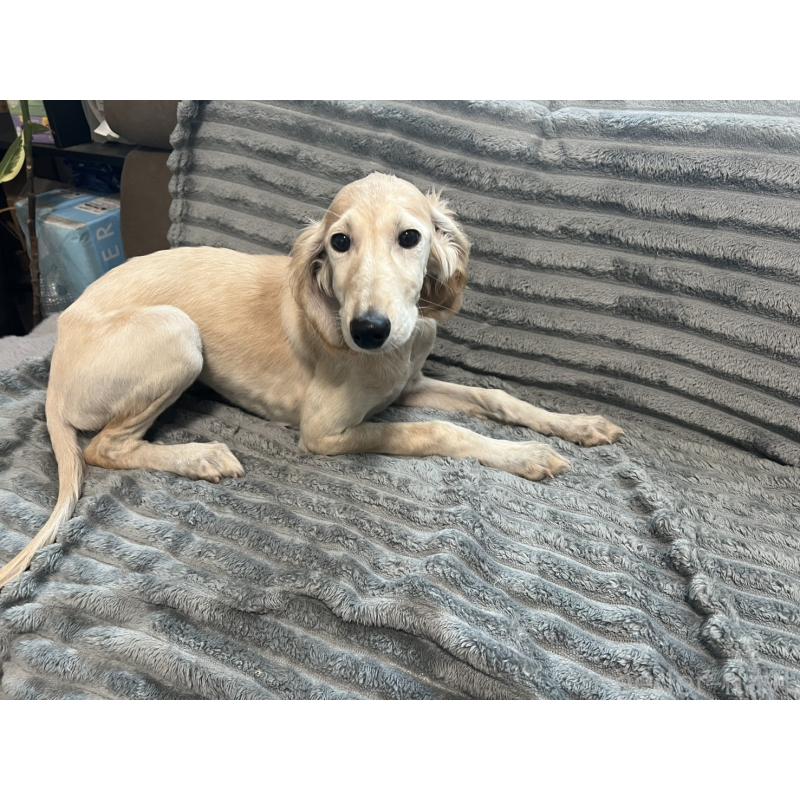 販売中の青森県のサルーキ-438103の8枚目