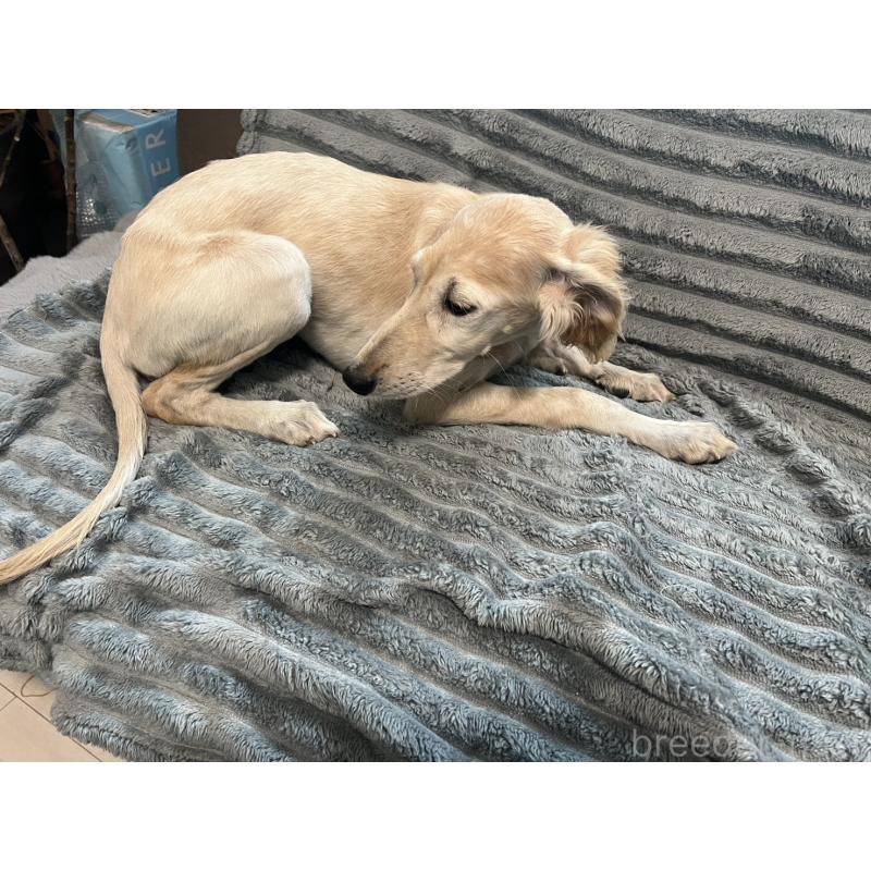 販売中の青森県のサルーキ-438103の7枚目