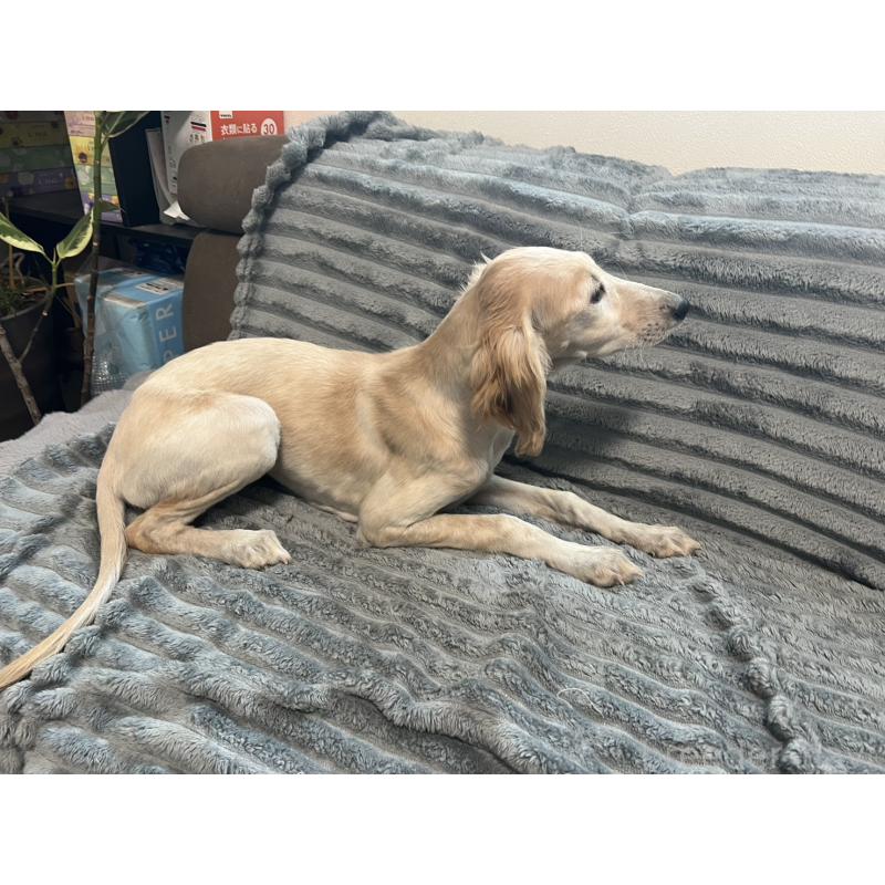 販売中の青森県のサルーキ-438103の6枚目