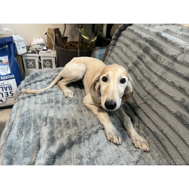 販売中の青森県のサルーキ-438103の5枚目