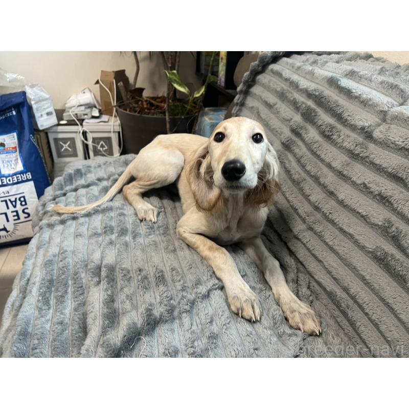 販売中の青森県のサルーキ-438103の4枚目