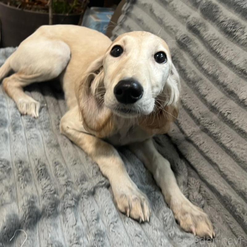 販売中の青森県のサルーキ-438103の1枚目