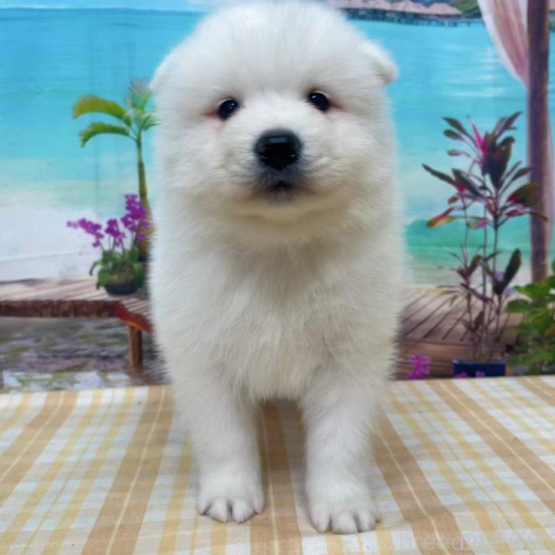 販売中の千葉県のサモエド-438106の4枚目