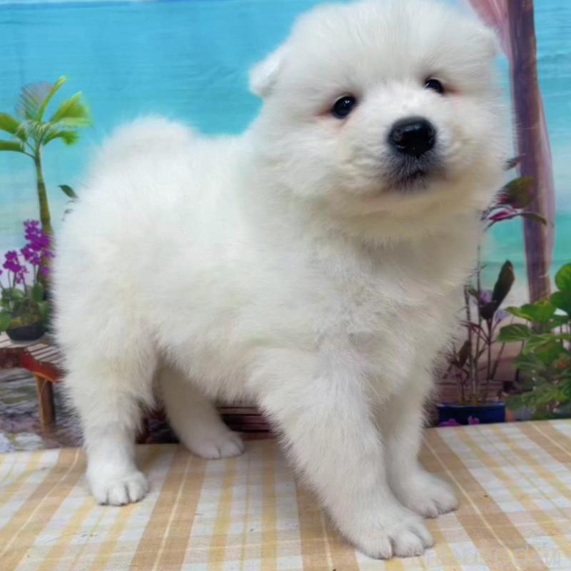 販売中ののサモエド-438106