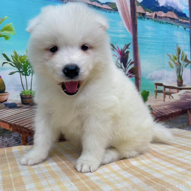 販売中の千葉県のサモエド-438106の3枚目