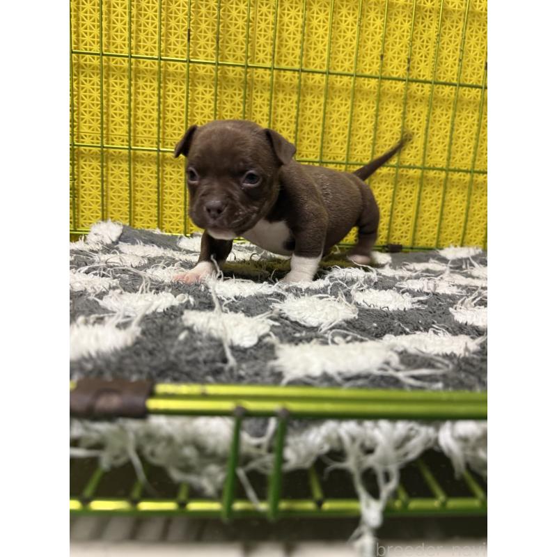 販売中の茨城県のエキゾチックブリー-438109