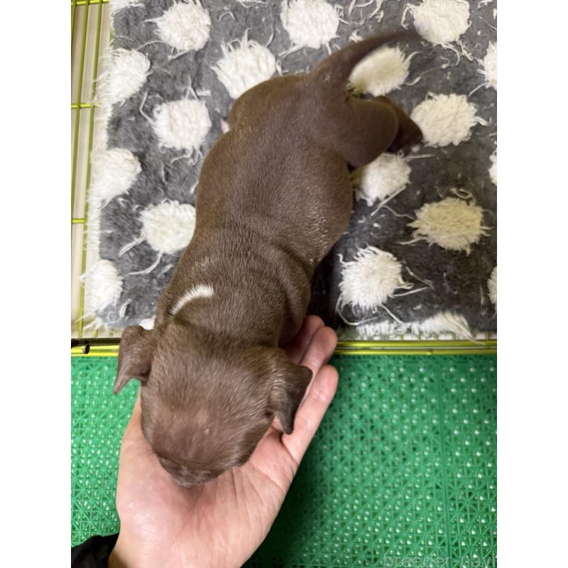 販売中の茨城県のエキゾチックブリー-438109の4枚目