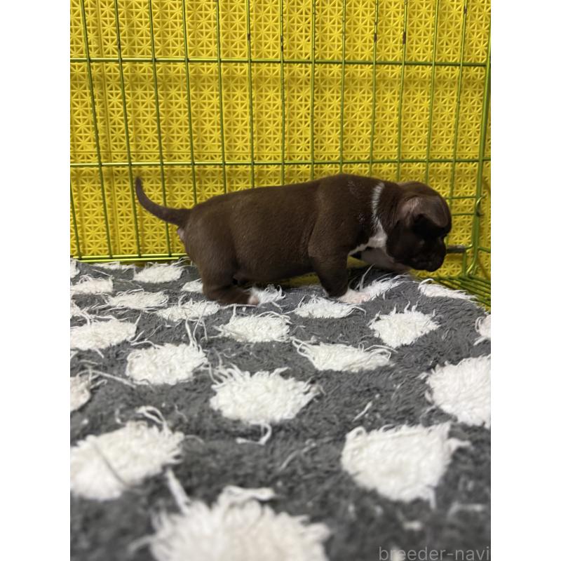 販売中の茨城県のエキゾチックブリー-438109の3枚目